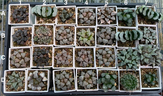 Seed Grown Hybrid (Set #80-1)