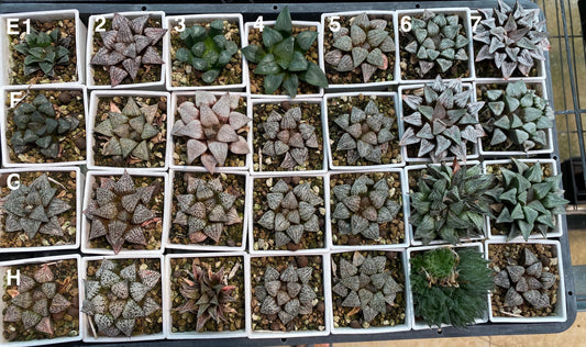 Seed Grown Hybrid (Set #80-2)