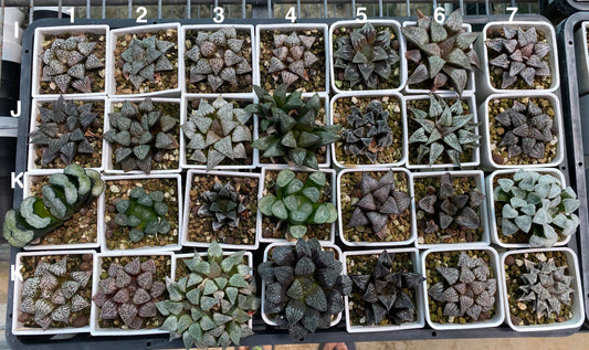 Seed Grown Hybrid (Set #80-3)