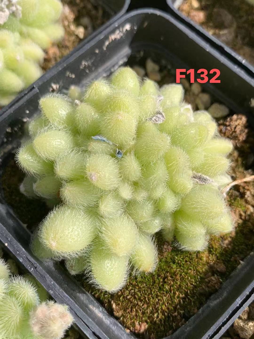 Sedum Hitonii