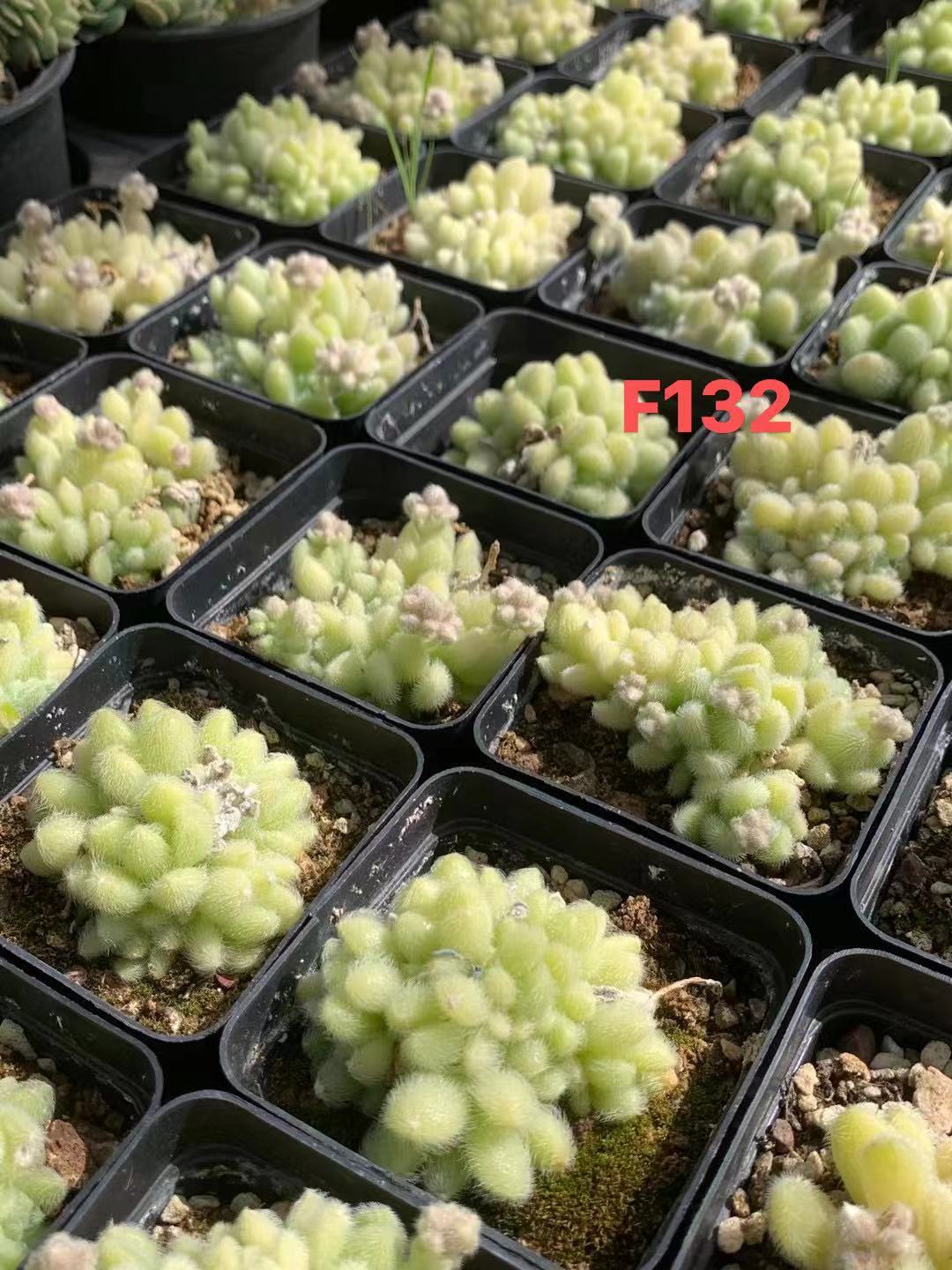 Sedum Hitonii