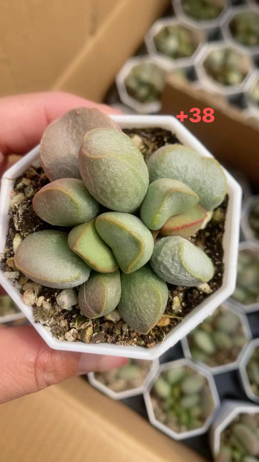 Adromischus "Green Dull Polish"