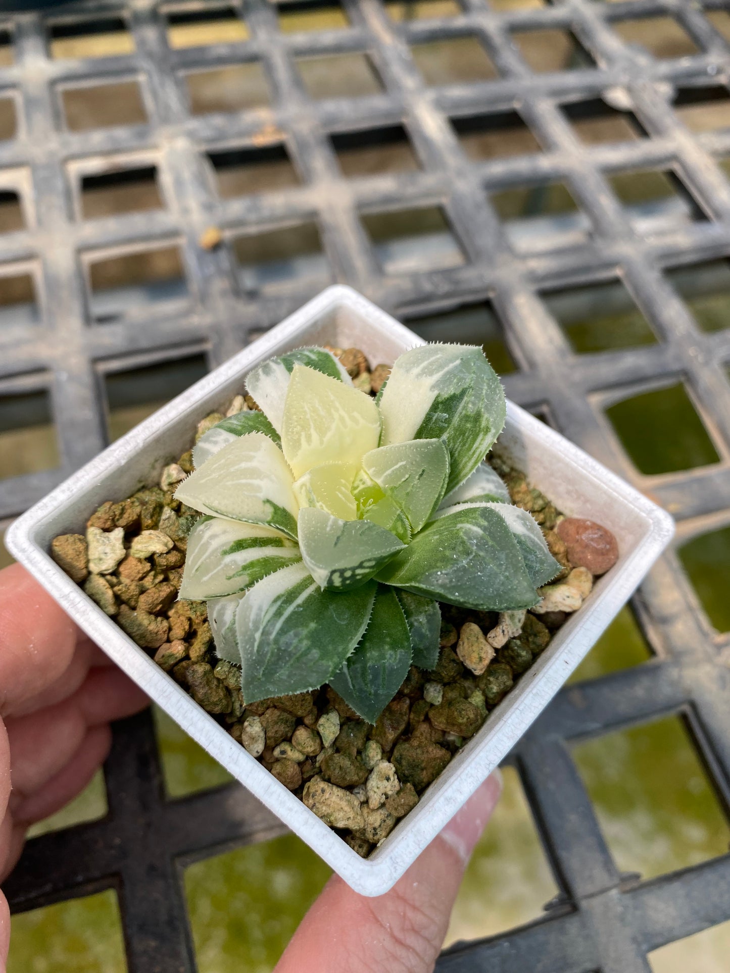 Haworthia Variegata #18
