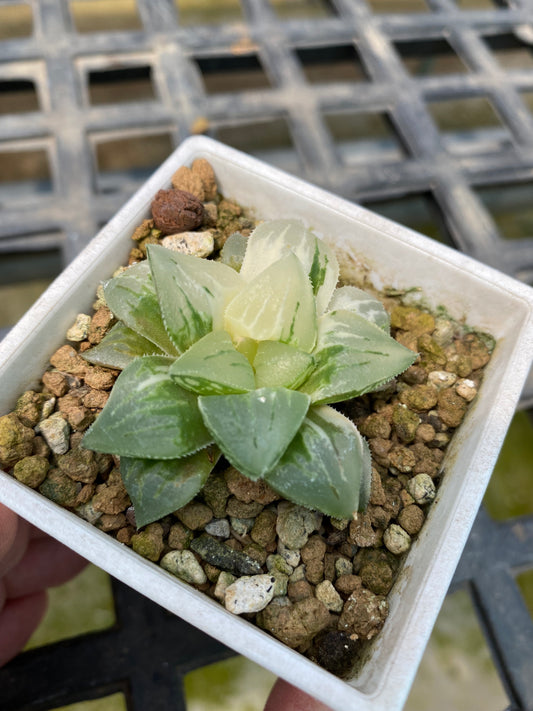 Haworthia Variegata #21