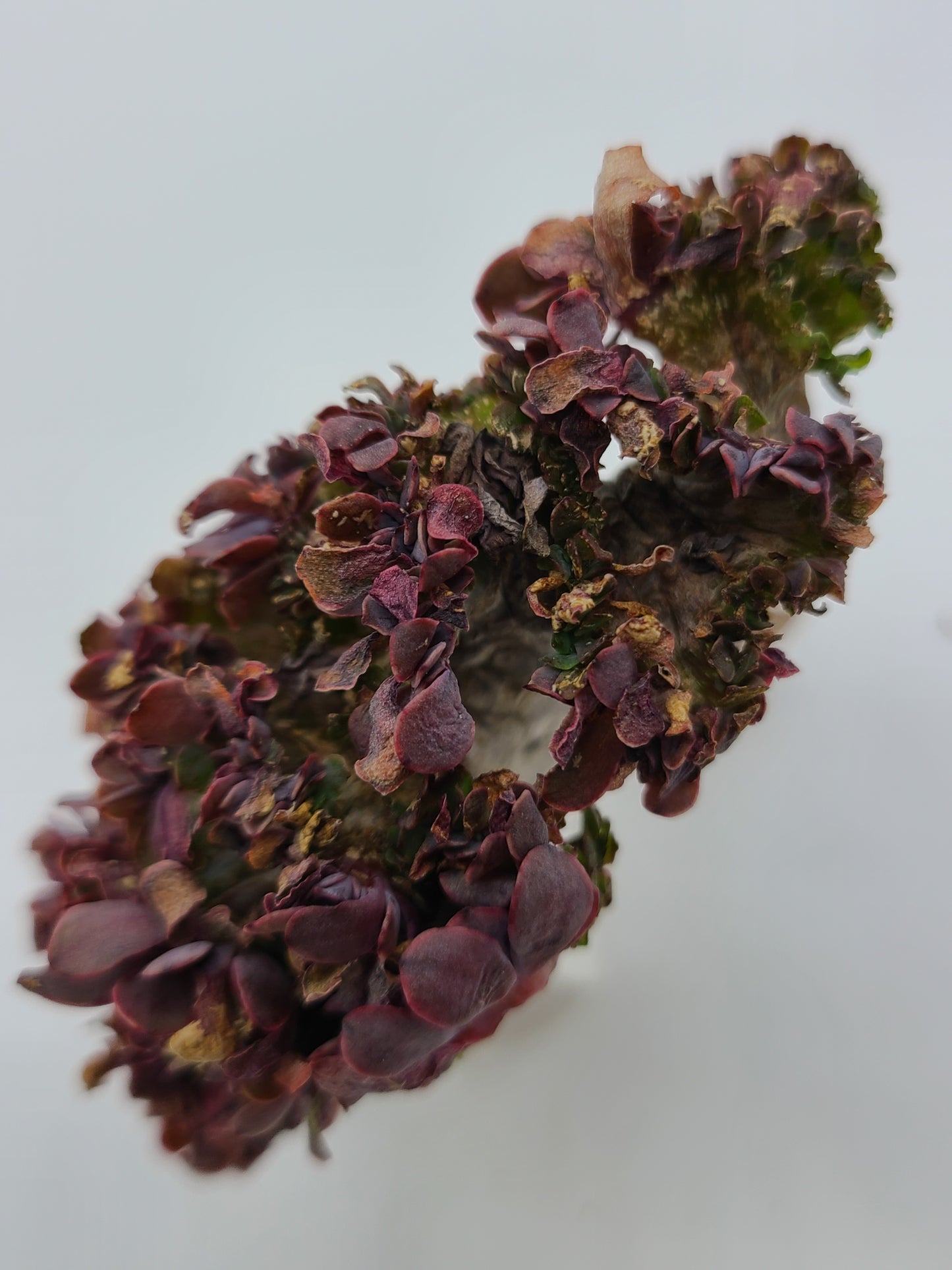 Echeveria Gigantea Cristata