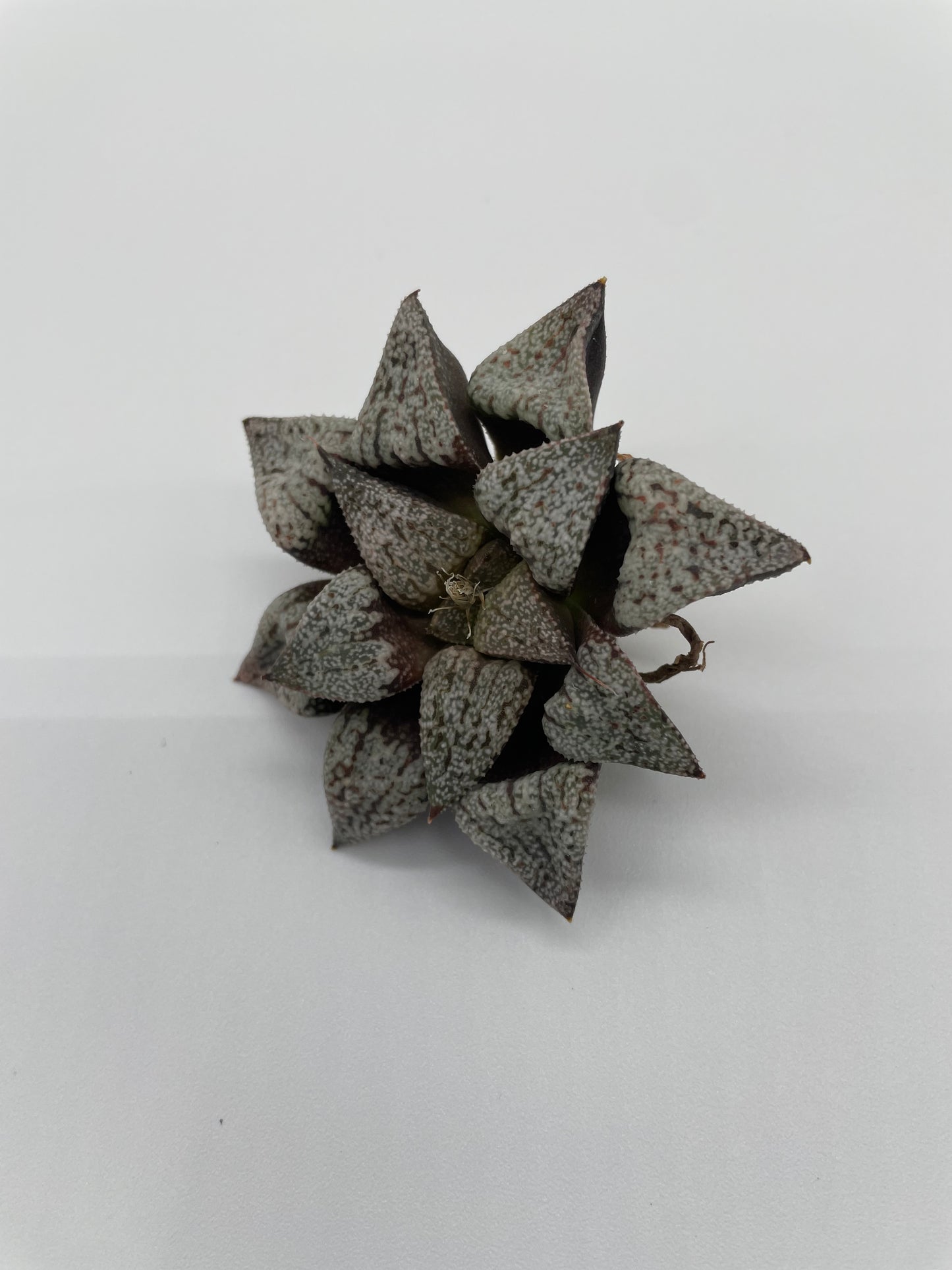 Haworthia Hybrid
