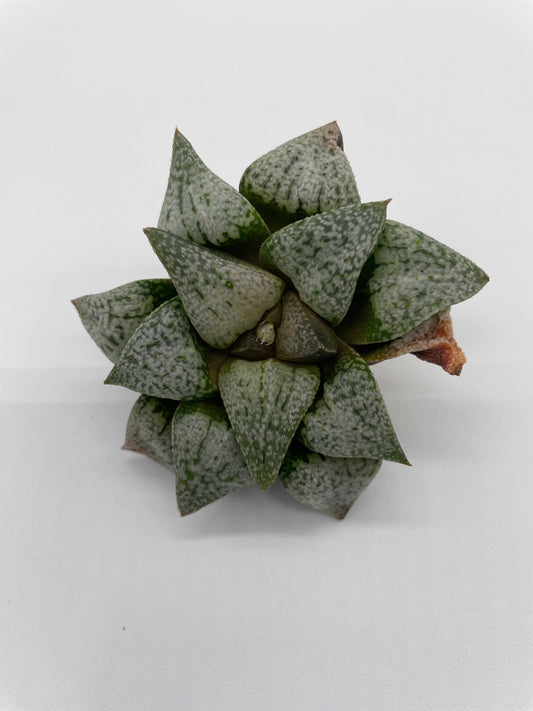 Haworthia Hybrid