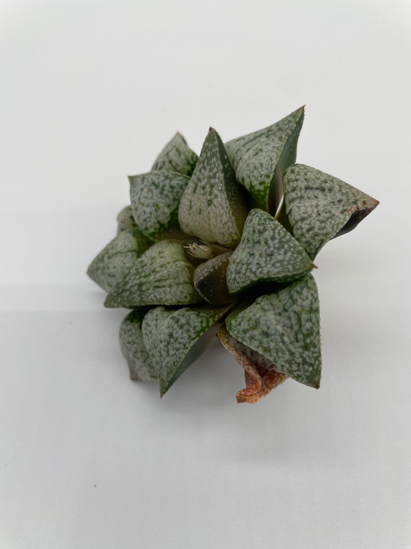 Haworthia Hybrid