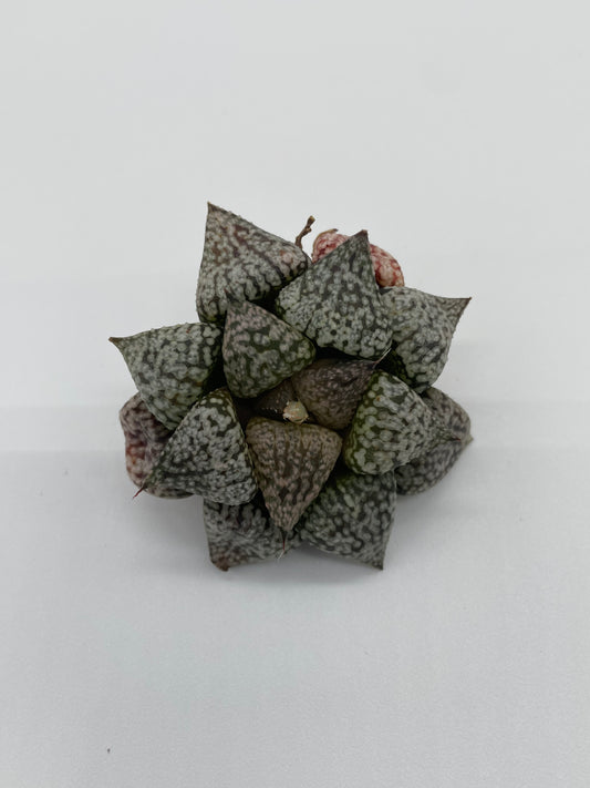 Haworthia Hybrid
