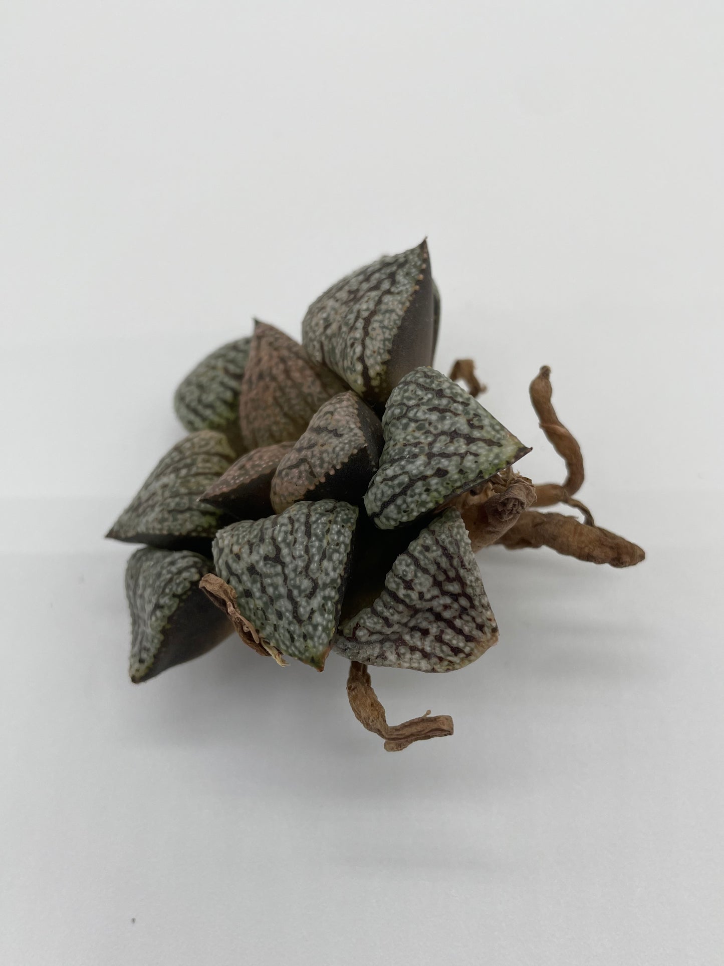 Haworthia Hybrid