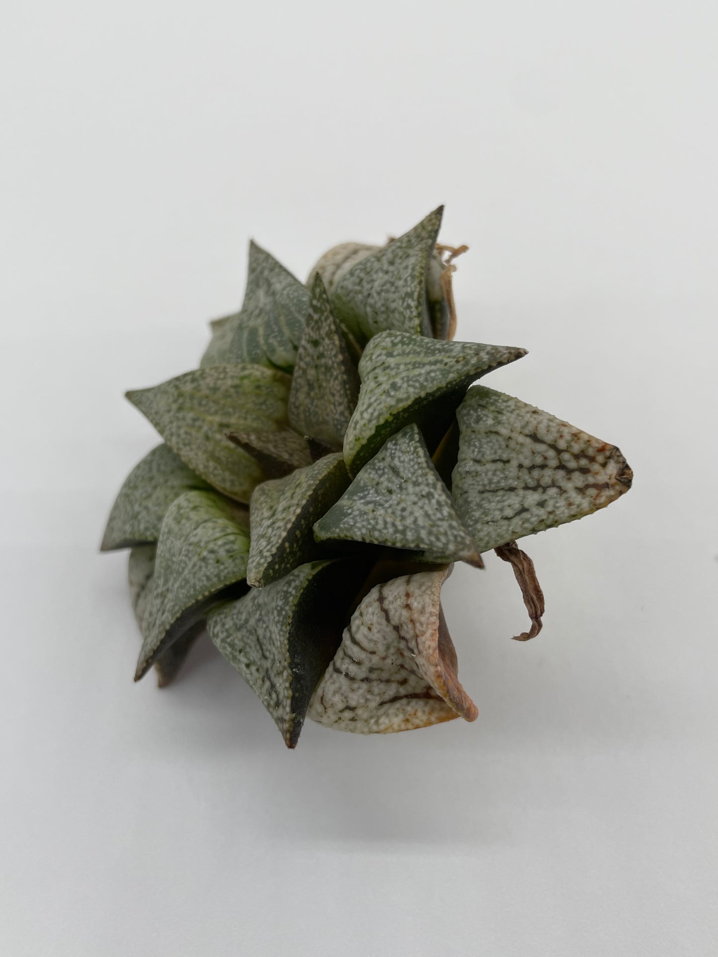 Haworthia Hybrid