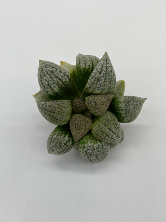 Haworthia Hybrid