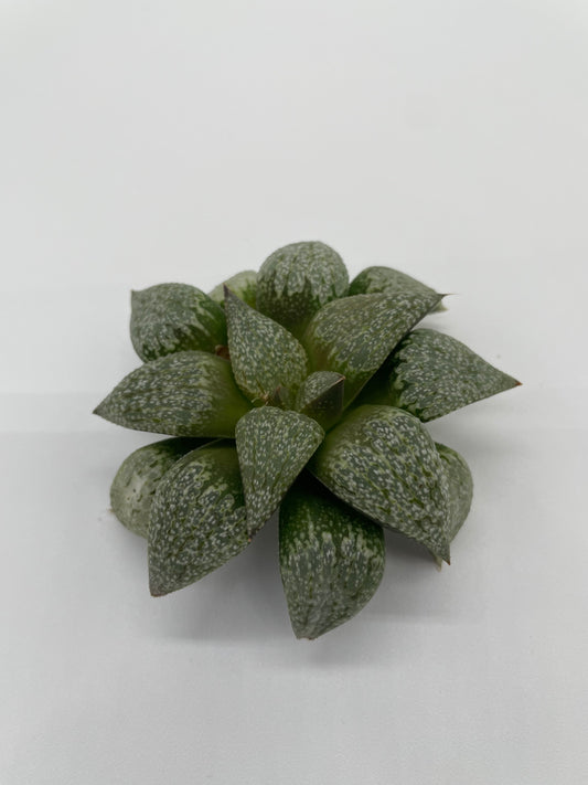 Haworthia Hybrid