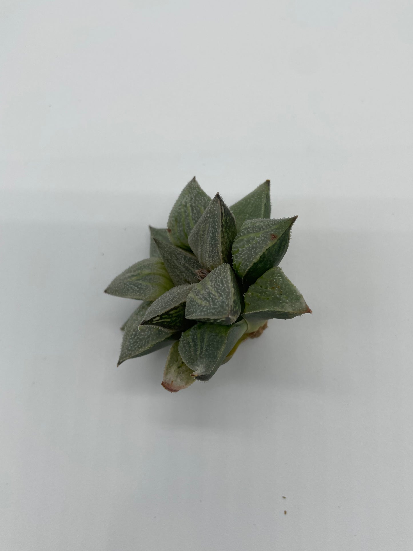 Haworthia Hybrid