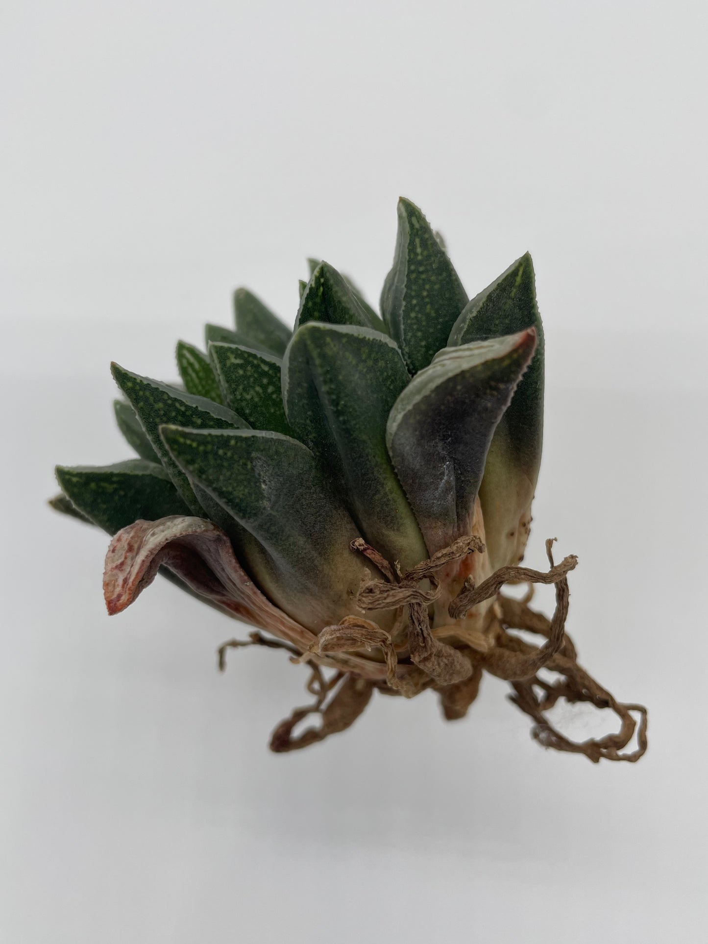 Haworthia Hybrid