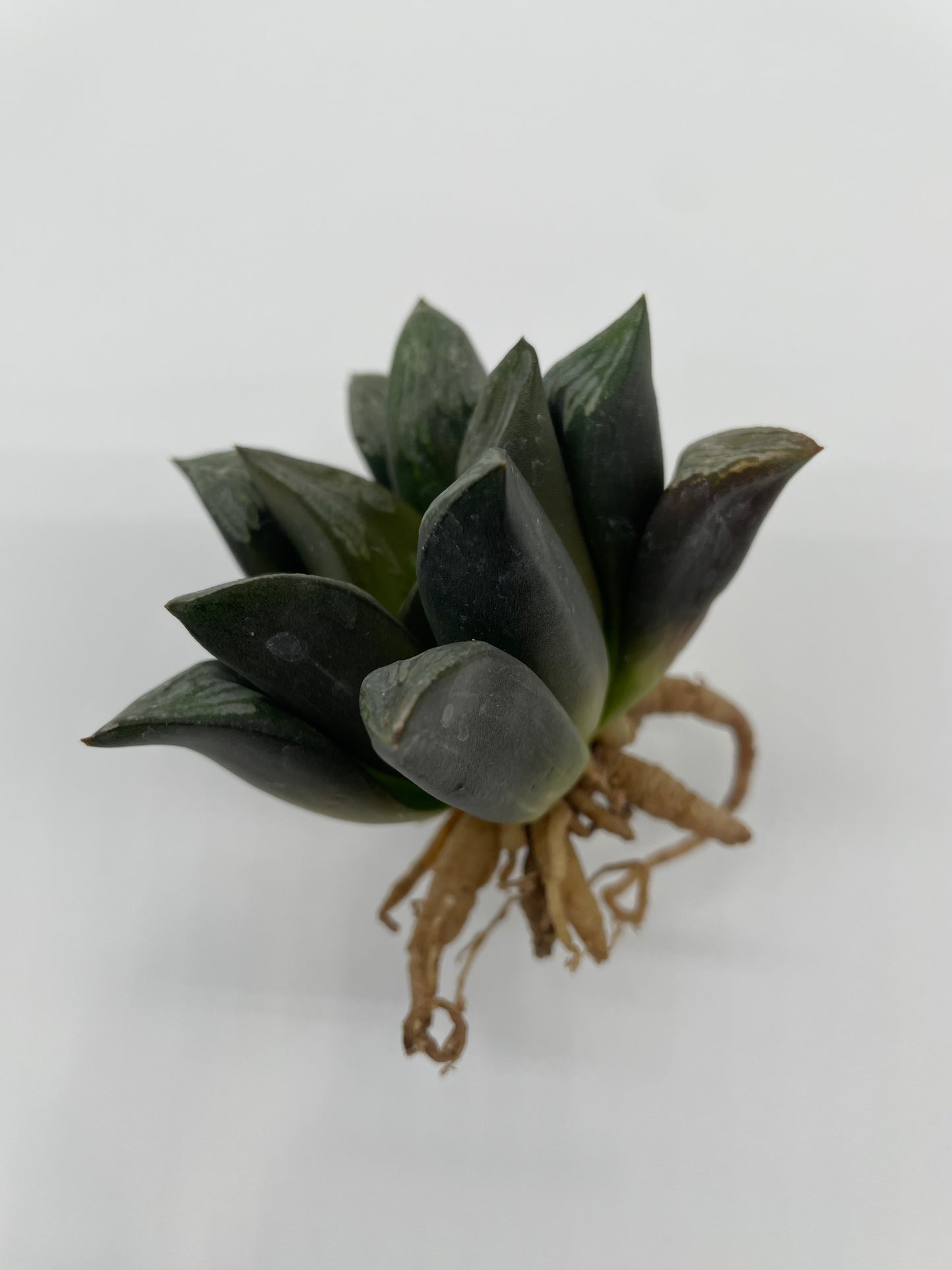 Haworthia Hybrid