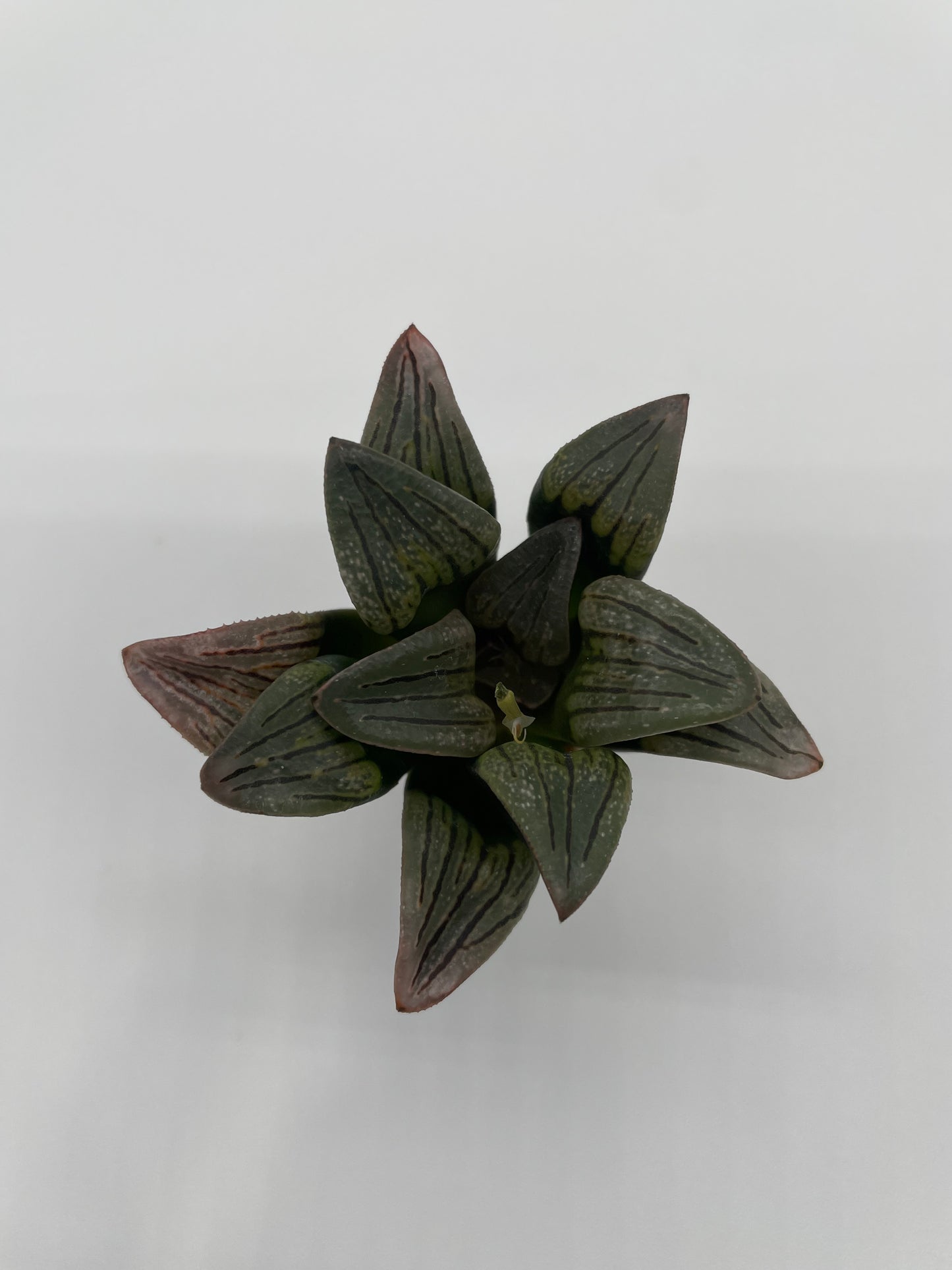 Haworthia Hybrid
