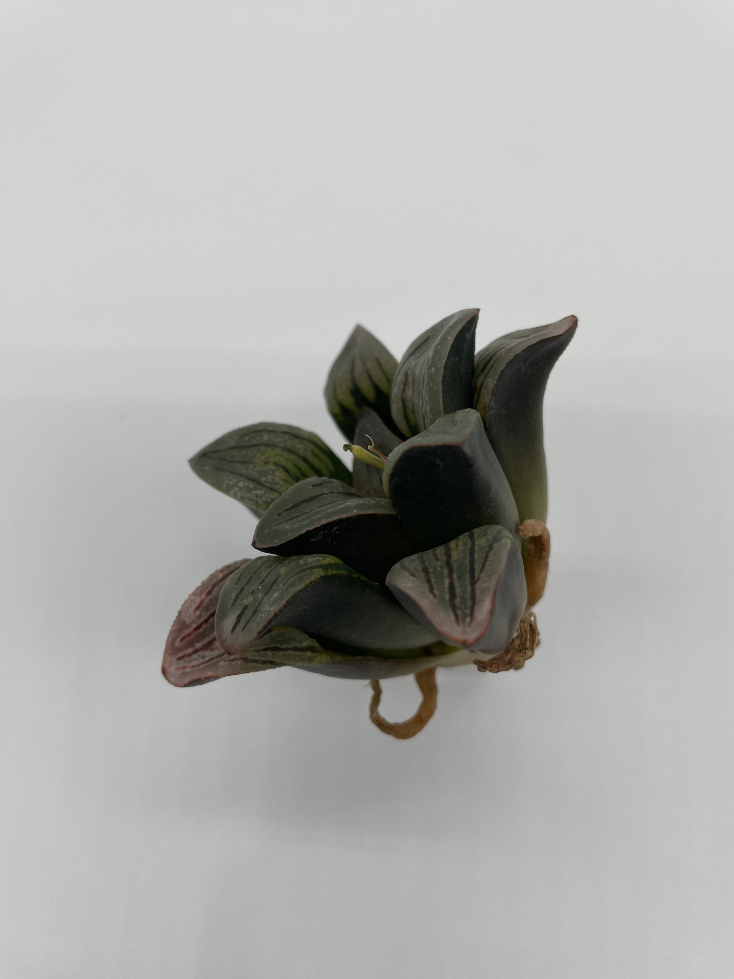 Haworthia Hybrid