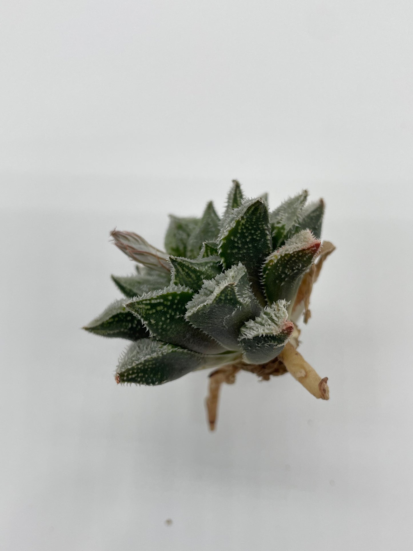 Haworthia Hybrid
