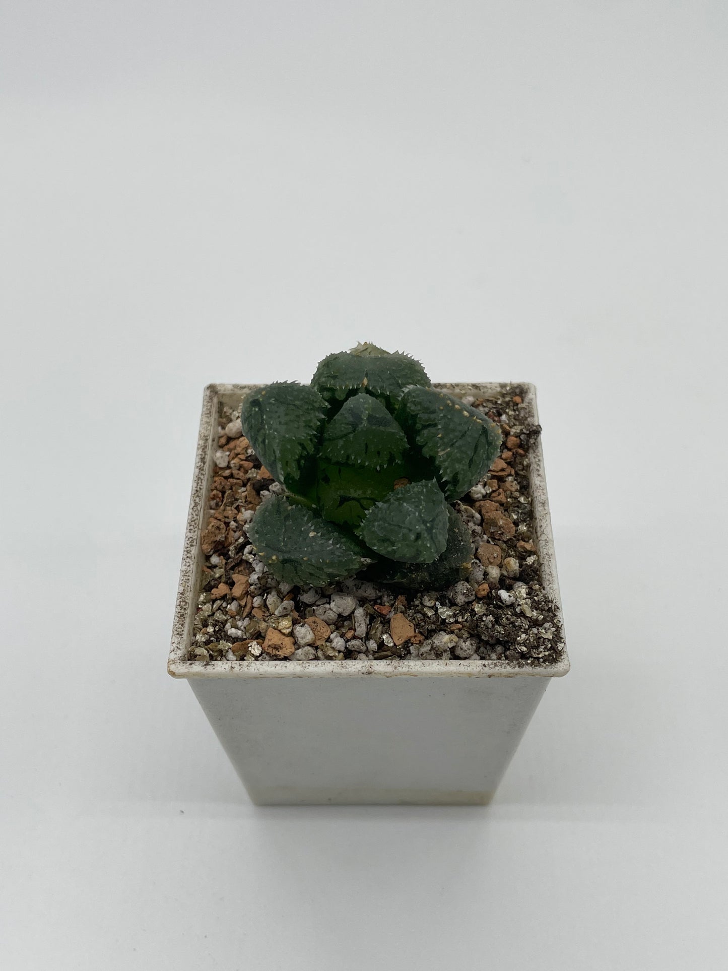 Haworthia Magic Thorn