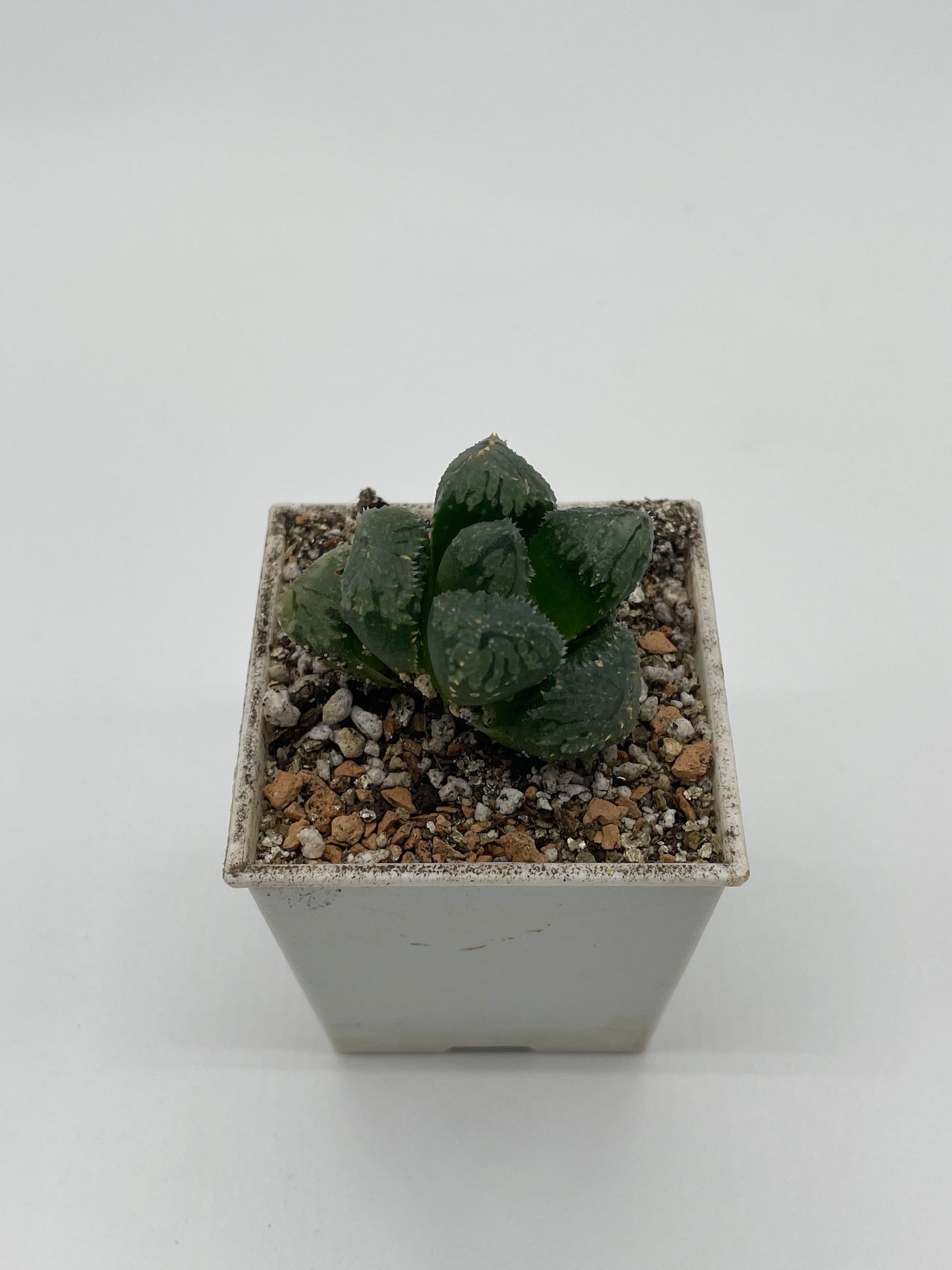 Haworthia Magic Thorn