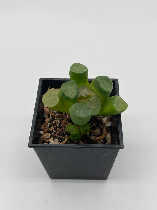 Haworthia 翠萬象