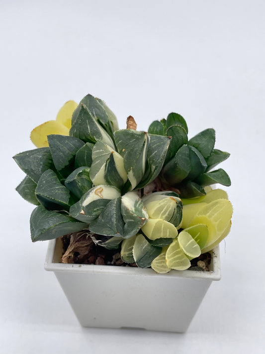 Haworthia Heidelbergensis Variegated