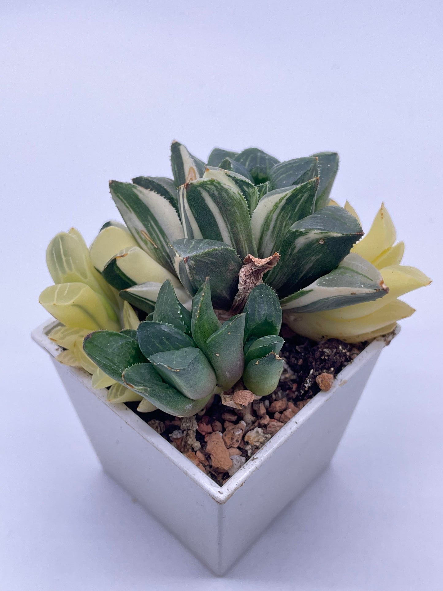 Haworthia Heidelbergensis Variegated