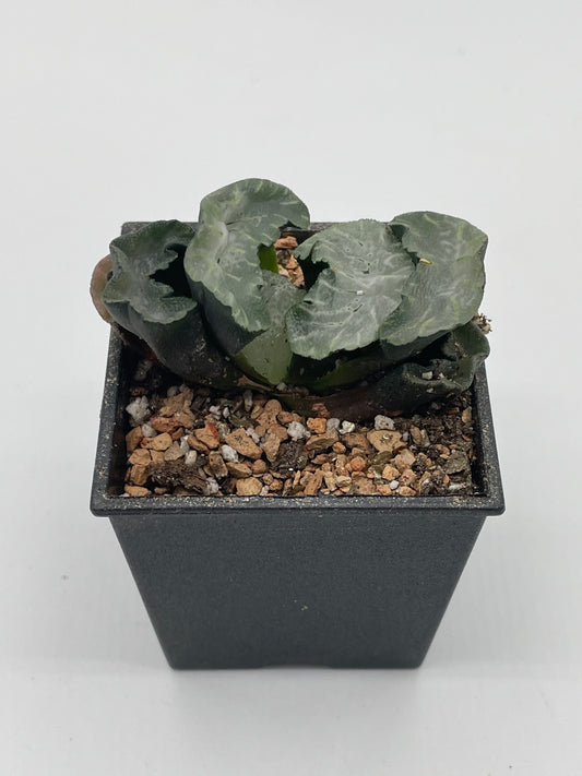 Haworthia Polar Bear