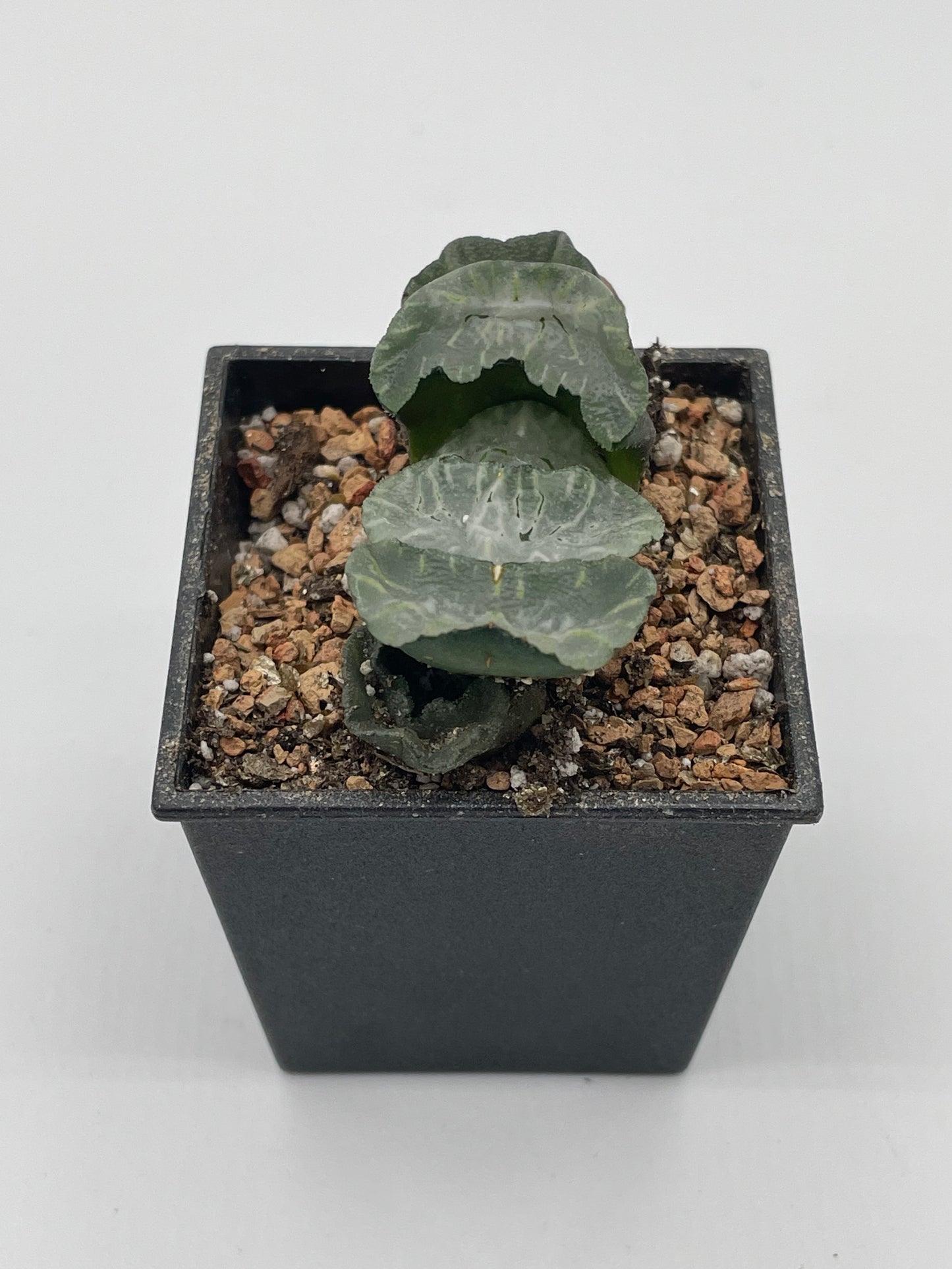 Haworthia Polar Bear