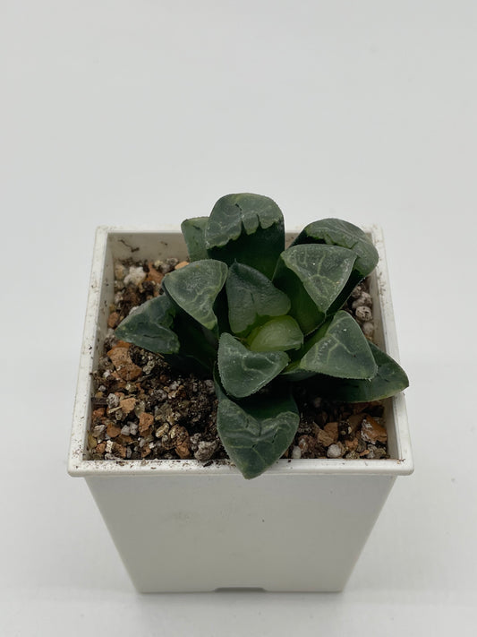 Haworthia Xiang Yun