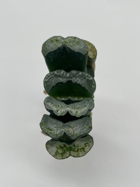 Haworthia Truncata Hybrid