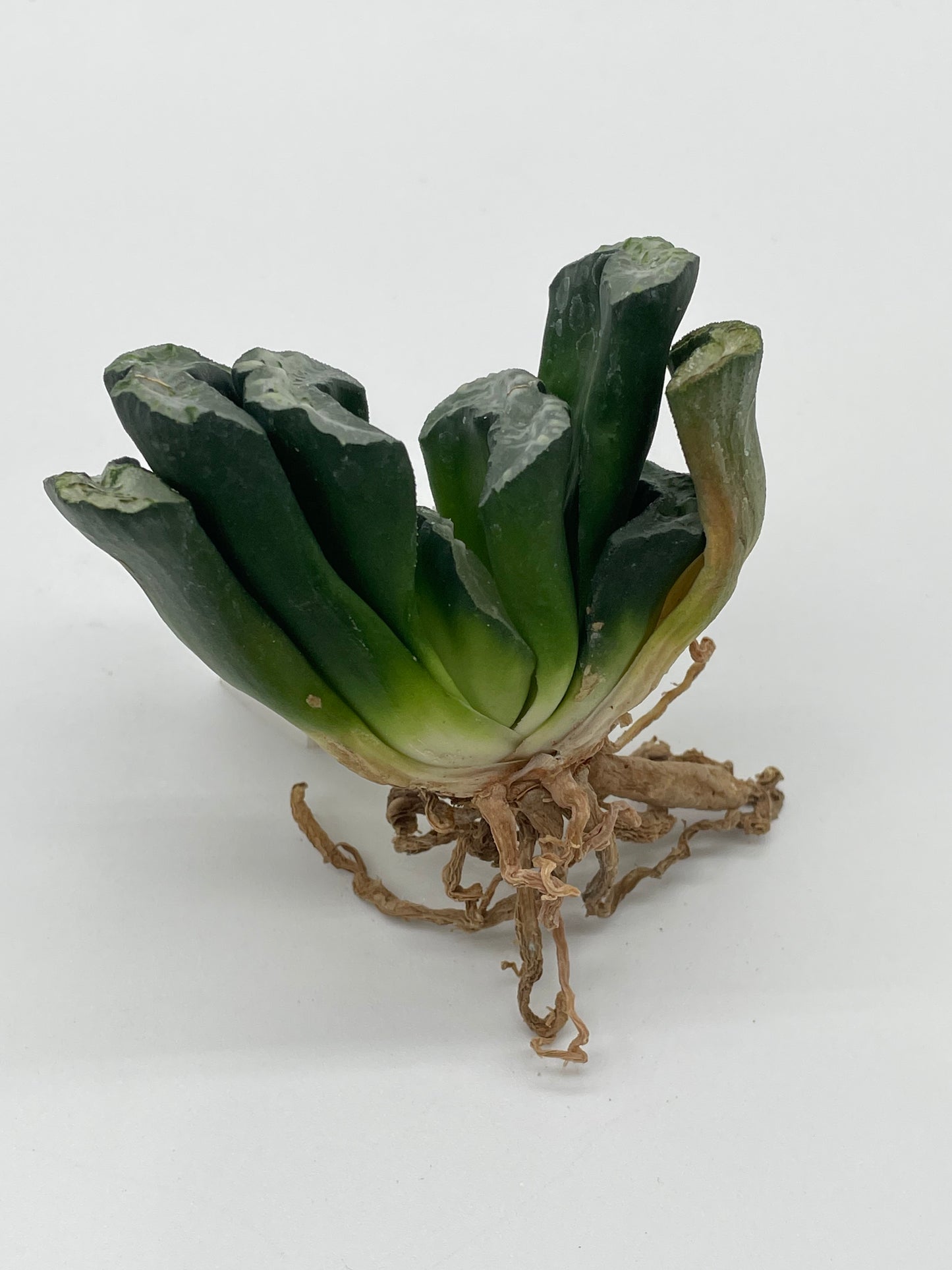 Haworthia Truncata Hybrid