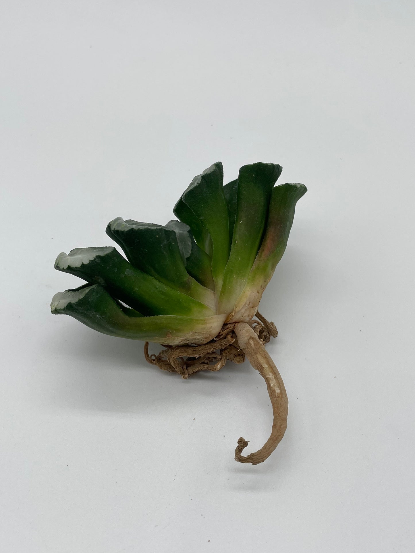 Haworthia Truncata Hybrid
