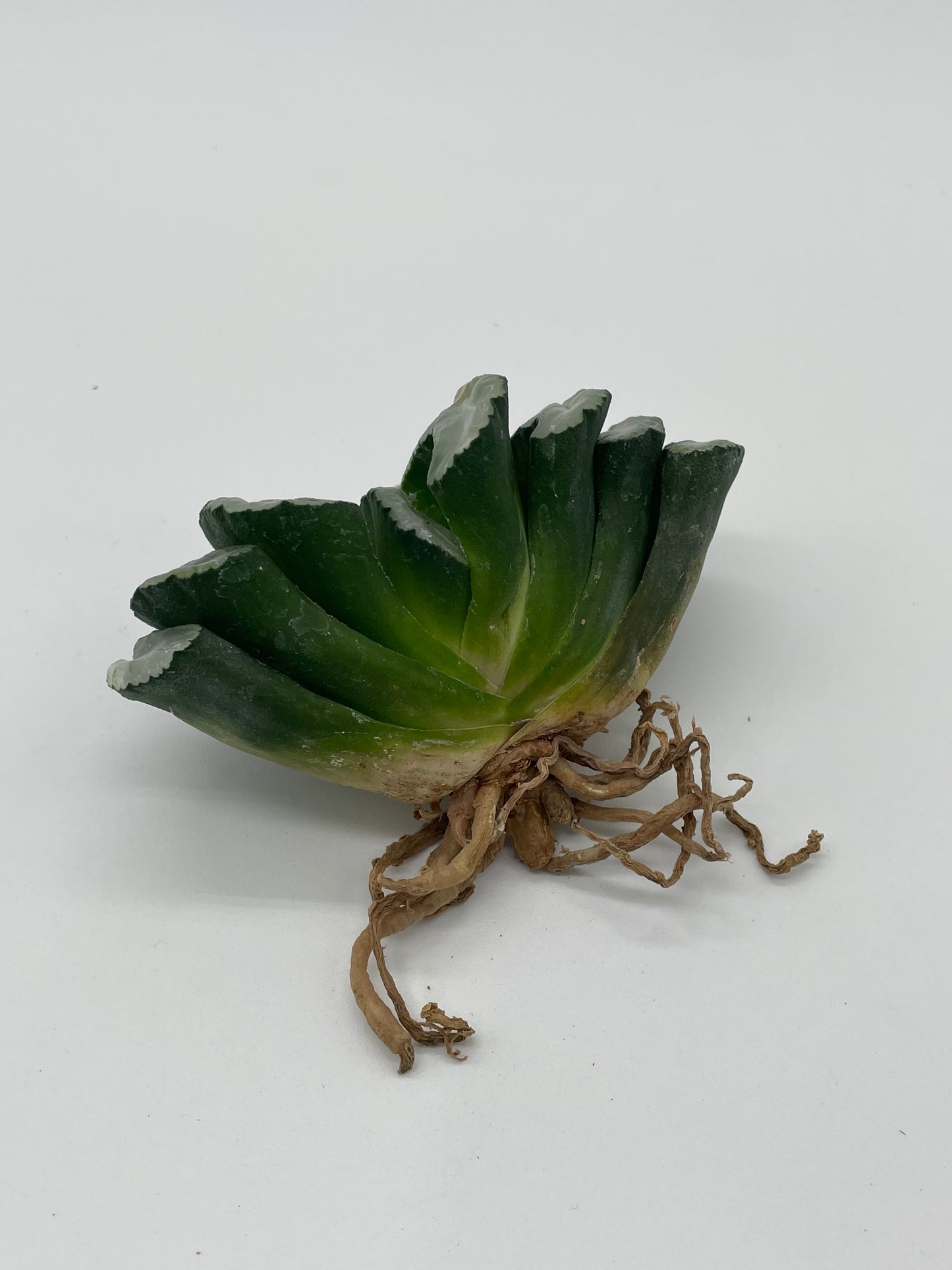 Haworthia Truncata Hybrid