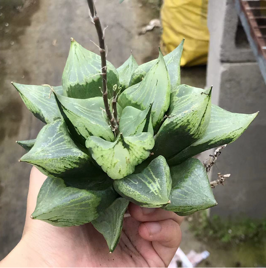 Haworthia Urahannya