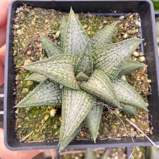 Haworthia Kintaikyo