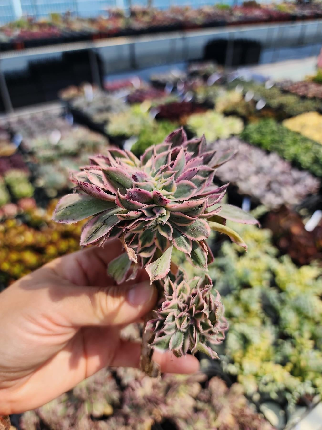 Aeonium Sunburst Cristata