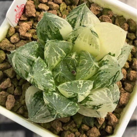 Haworthia Lotus Lantern Variegata