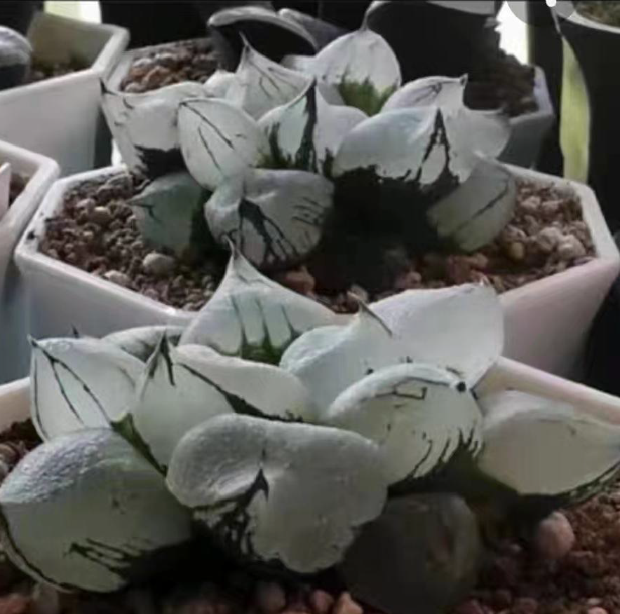 Haworthia Ice City