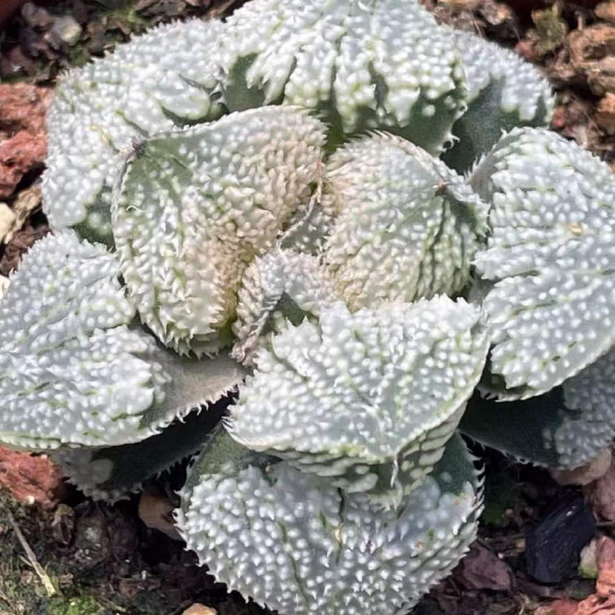 Haworthia Angel