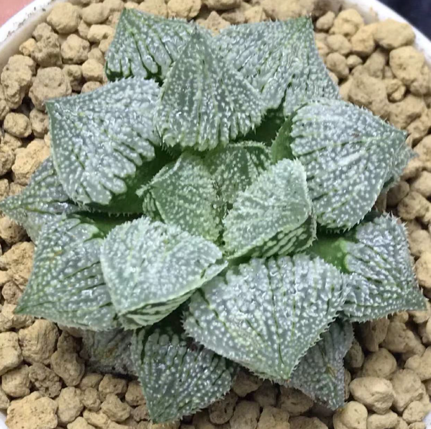 Haworthia Angel