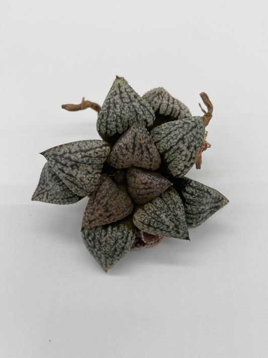 Haworthia Hybrid