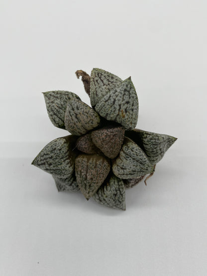 Haworthia Hybrid