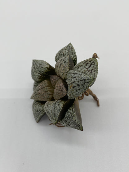 Haworthia Hybrid