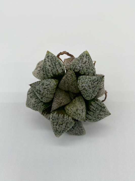 Haworthia Hybrid