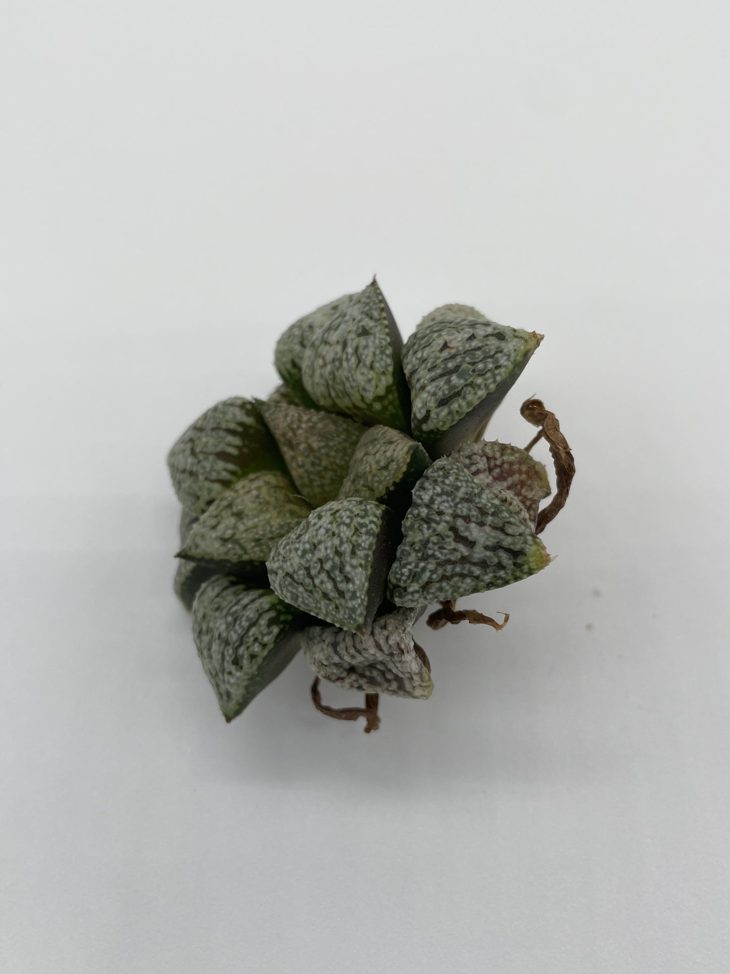 Haworthia Hybrid