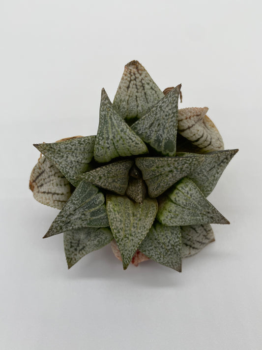 Haworthia Hybrid