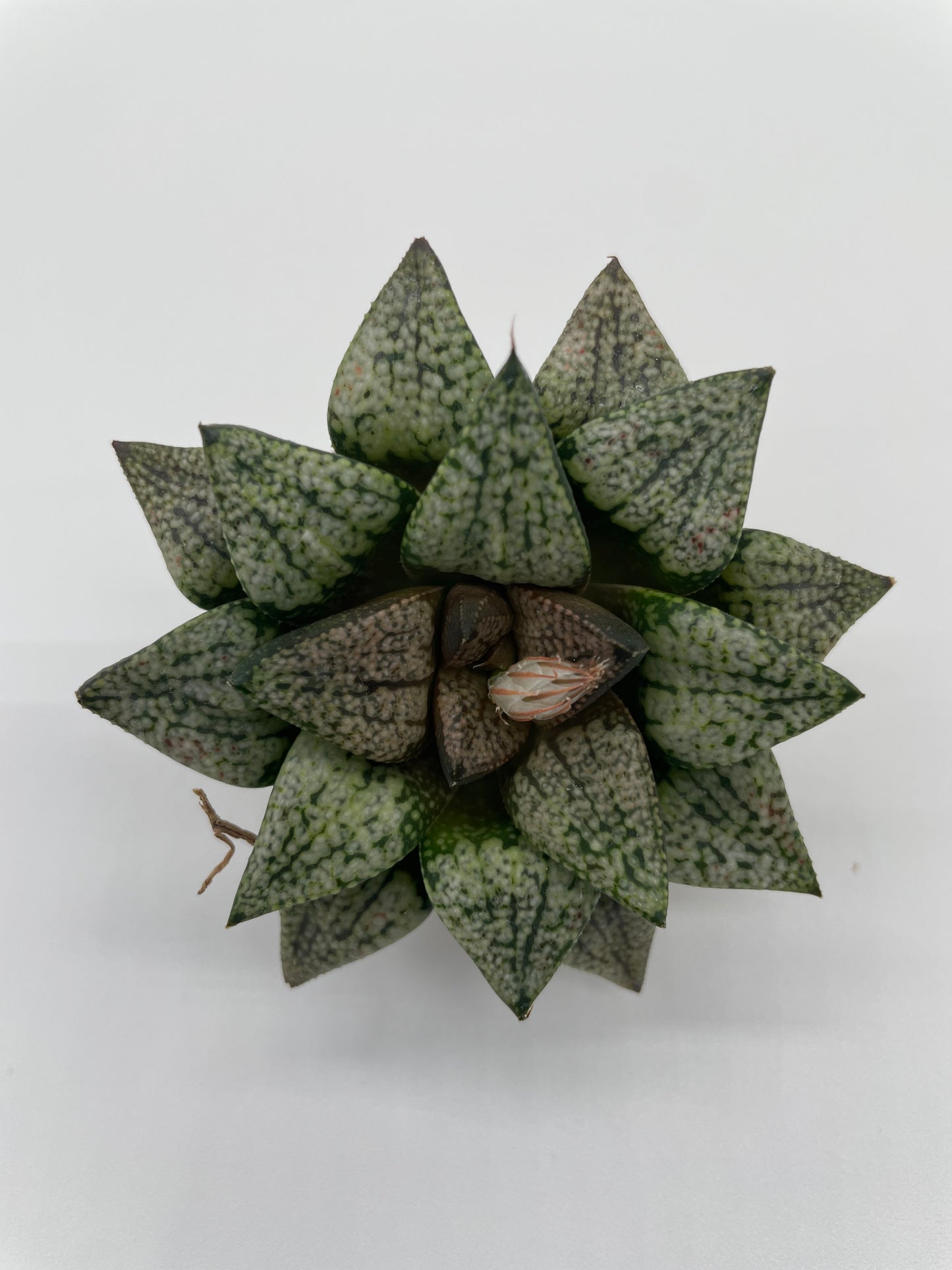 Haworthia Hybrid