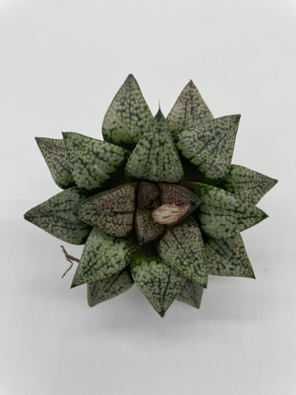 Haworthia Hybrid